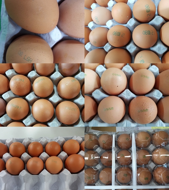 살충제 검출 계란 유통 이후 876농가 검사완료, 32농가 부적합