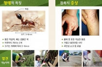 독개미(일명 붉은 불개미) 호주와 일본서 발견, 전국 검역 강화