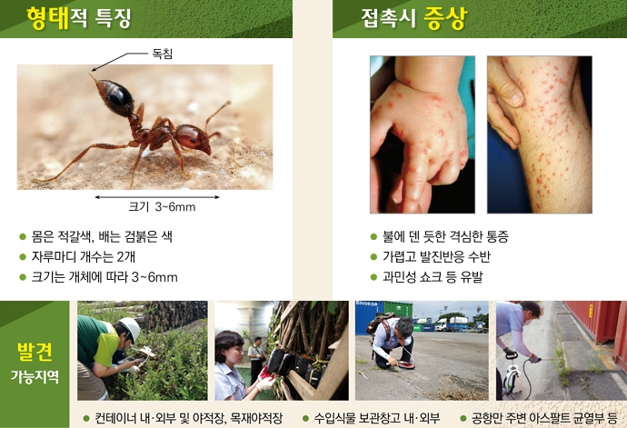 독개미(일명 붉은 불개미) 호주와 일본서 발견, 전국 검역 강화