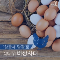 [카드뉴스] ‘살충제 달걀’로 식탁 위 비상사태