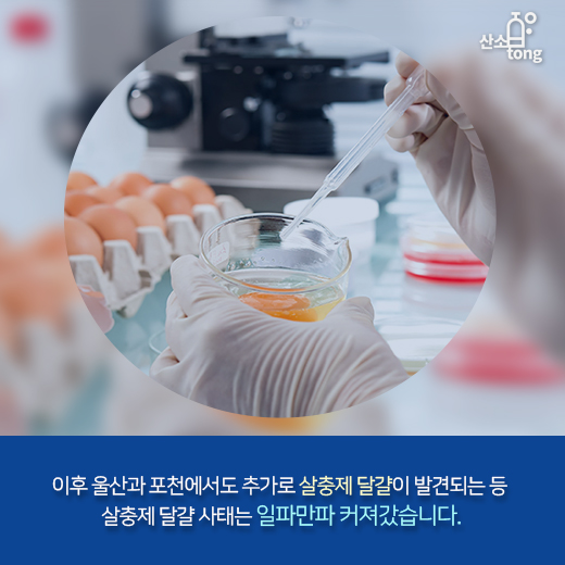 [카드뉴스] ‘살충제 달걀’로 식탁 위 비상사태