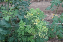 담배가루이에 의한 토마토 바이러스병 발생, 피해 주의보