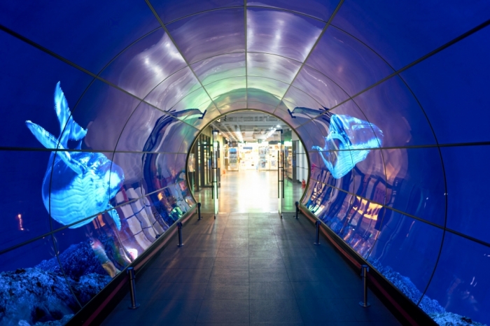 아이폰X·소니 TV가 OLED 개화 이끈다…삼성전자·LG전자·삼성전기 등 기대 부풀어