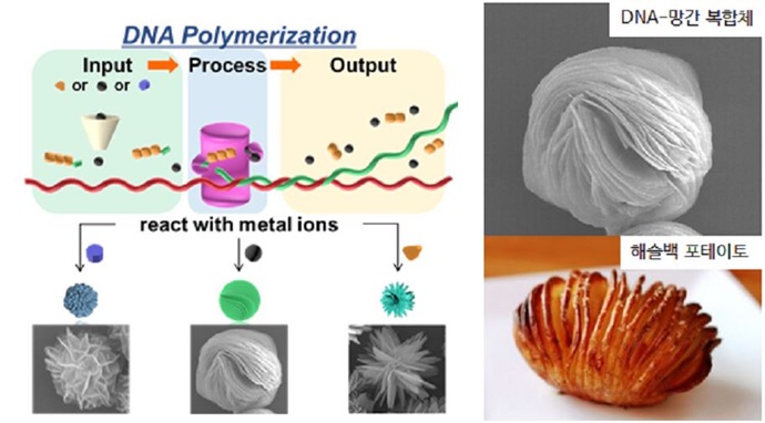 DNA-무기물 복합체 합성…MRI 조영·암 진단 기술 기여 가능