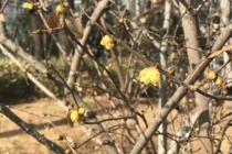 [포토] 봄을 재촉하는 납매 ‘활짝’