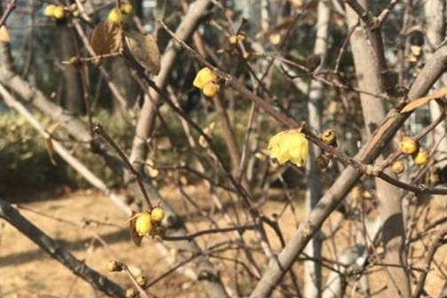 [포토] 봄을 재촉하는 납매 ‘활짝’