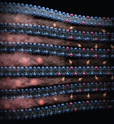 새로운 소재, 전자화물의 자성 극대화 원리 규명