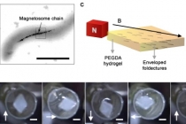 비자성 생체분자 펩타이드로 자기 나침반 개발