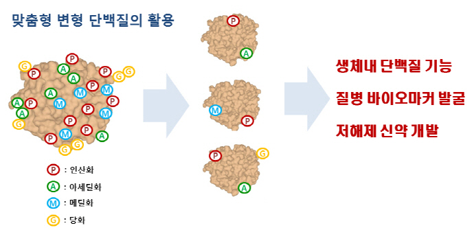 제어가능한 맞춤형 단백질 변형기술 개발