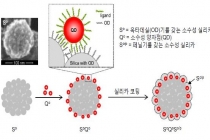양자점-실리카 결합해 발광세기 극대화 성공