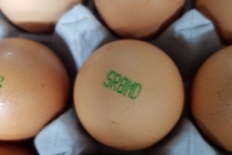 산란계 농가 피프로닐 설폰 기준치 초과 검출, 계란 회수·폐기