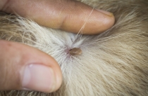 올해 첫 참진드기 중증열성혈소판감소증(SFTS) 사망환자 발생