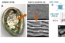 인공광합성 효율, 전복껍데기에서 영감얻어 향상 성공