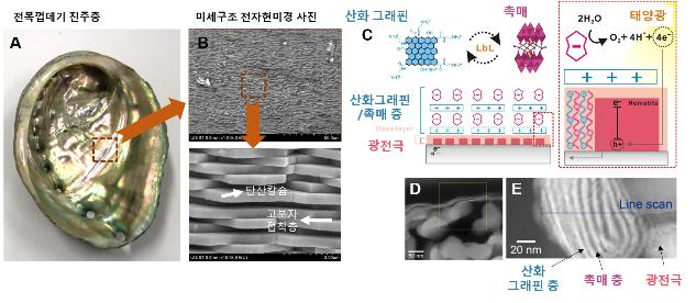 인공광합성 효율, 전복껍데기에서 영감얻어 향상 성공
