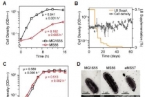 유전자 최소화된 미생물 생장원리 규명돼