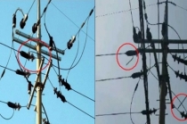 고양시 전력설비 고장 화재 원인, 한전 입장 밝혀