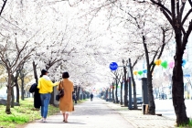 눈이 즐거워요 시내 곳곳 벚꽃 ‘활짝’…주말 절정 예상