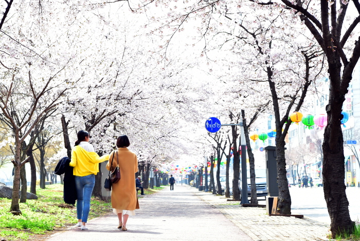 눈이 즐거워요 시내 곳곳 벚꽃 ‘활짝’…주말 절정 예상