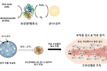 금 나노입자 전달기술로 과산화수소 먹어치운다