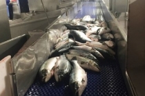 인터롤, 아이슬란드 로컬 세일즈, 서비스 에이전시 인수