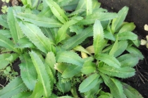 수입자 스스로 안전성 입증해야 쿨란트로 수입가능