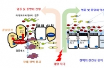 마이크로바이오타 장관 염증공격, 대장균 이용해 극복