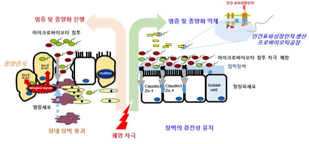 마이크로바이오타 장관 염증공격, 대장균 이용해 극복