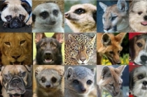 반려동물 표정·움직임 최신 AI 기술로 매핑