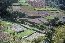 과테말라 스마트팜, 비용 문제로 대기업 위주로 운영