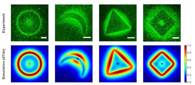 실리콘 나노구조체로 미생물간 대화 순간포착 가능해져