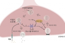 뇌내 화학물질로 신경활성 조절 가능해진다