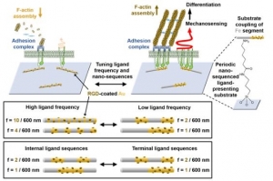 나노코딩, 생체내에서 제어 가능해졌다