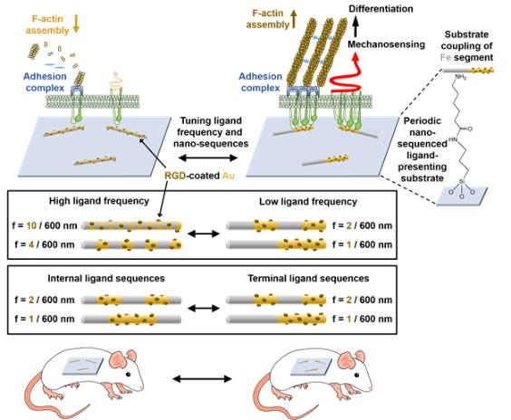 나노코딩, 생체내에서 제어 가능해졌다