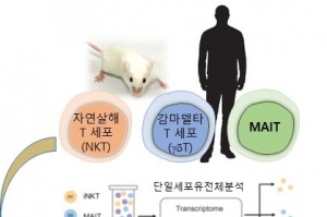 선천성 T 세포 아형 및 발달경로 규명