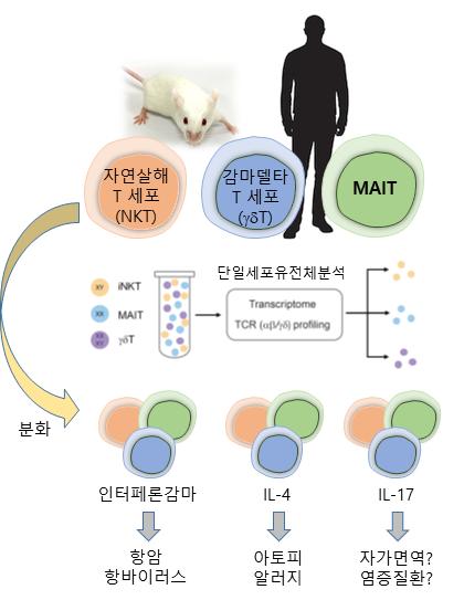 선천성 T 세포 아형 및 발달경로 규명