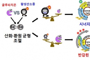디셀레나이드 약물전달체에 의한 산화·환원 균형 조절