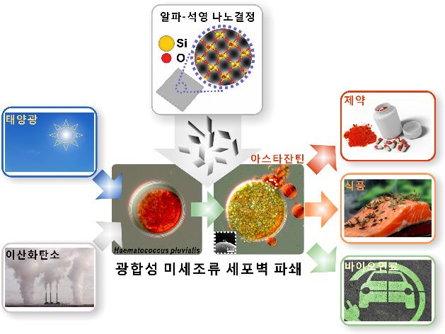 마이크로 미세조류, 석영 나노면도날 이용해 파쇄