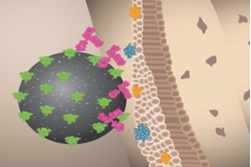 셀트리온 코로나19 치료제 안전성·효과성 철저히 검증…40일 이내 검토 목표
