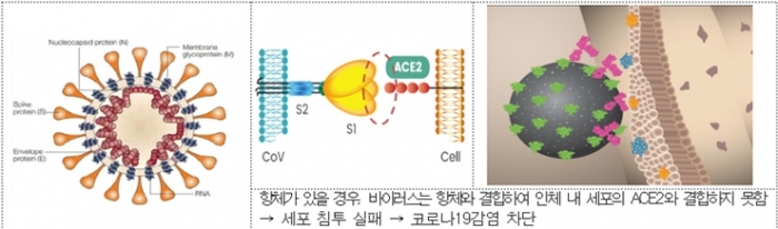 셀트리온 코로나19 치료제 안전성·효과성 철저히 검증…40일 이내 검토 목표