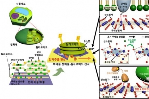 광합성 과정에서 발생하는 전지로 전자계산기 구동시킨다