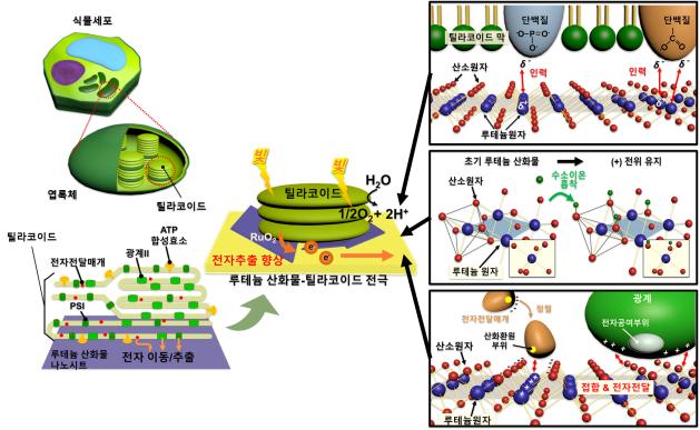 광합성 과정에서 발생하는 전지로 전자계산기 구동시킨다