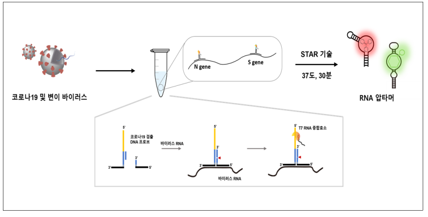 코로나19 바이러스의 신속한 현장 검출…분자진단 기술 확보