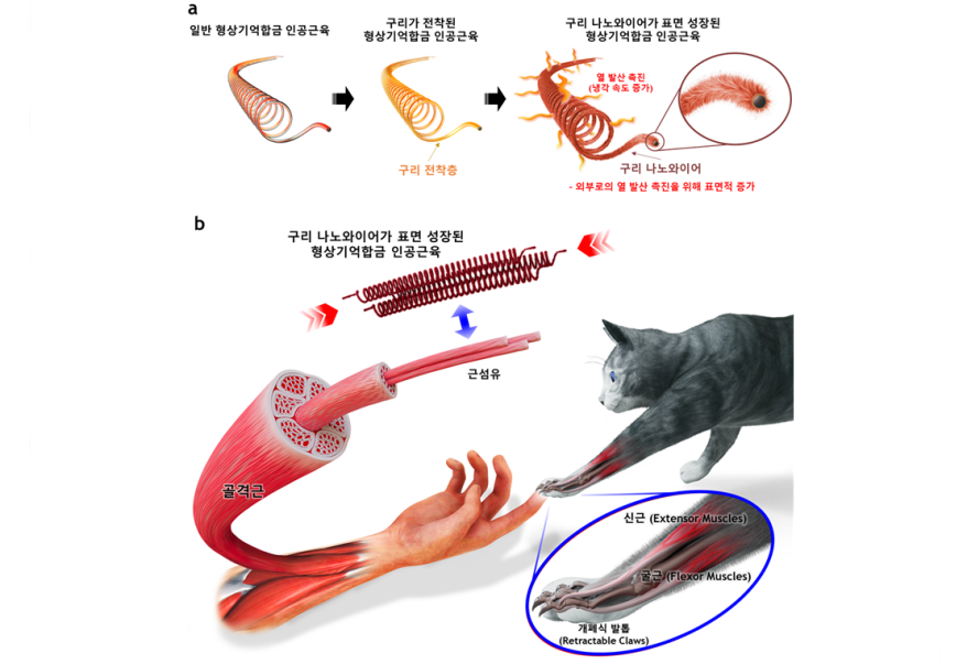 형상기억합금 인공근육…고양이 발톱 모사