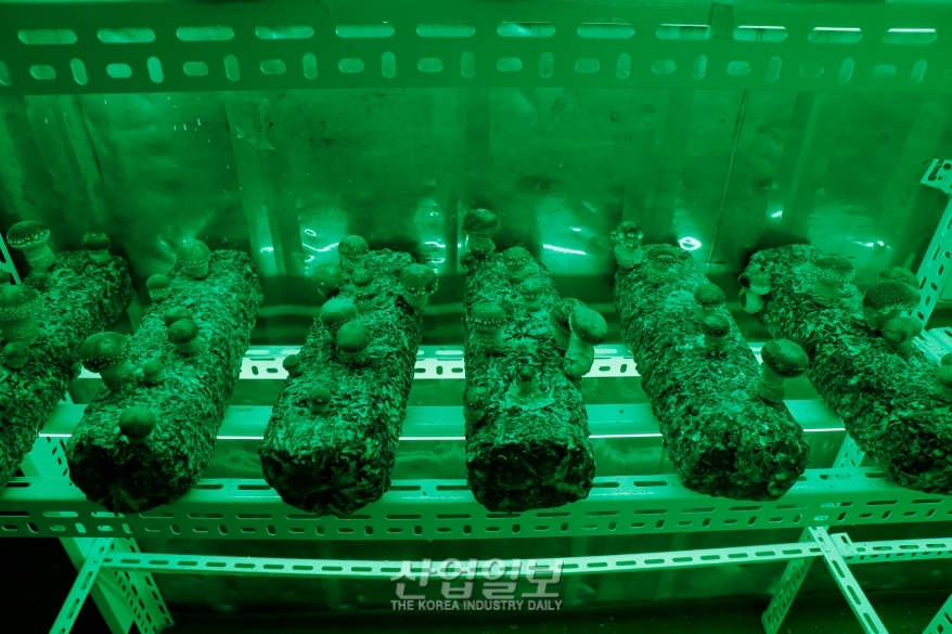 [포토뉴스]수출용 컨테이너로 도시 스마트팜 제작…“농업을 문화로”